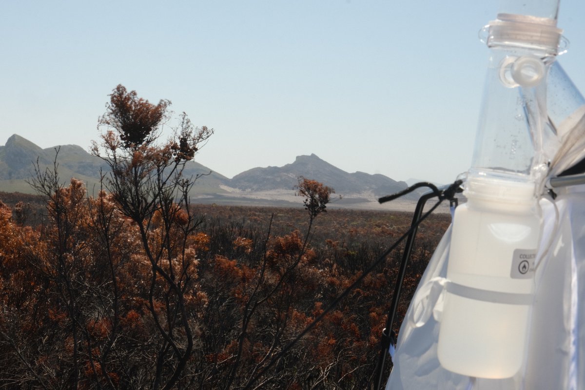 CBG_UofG's tweet image. Fynbos relies on fire to regenerate and maintain diversity. 
In Agulhas NP, South Africa, the CBG SANParks Malaise Proj placed one of the traps in a recently burned area to examine how post-fire conditions influence arthropod abundance and community recovery.
#SANParks #Fynbos