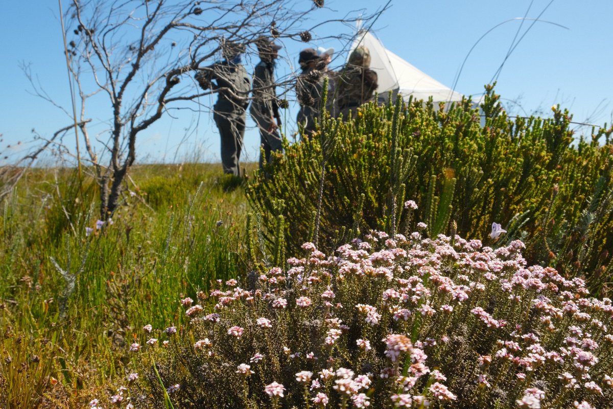 CBG_UofG's tweet image. Fynbos relies on fire to regenerate and maintain diversity. 
In Agulhas NP, South Africa, the CBG SANParks Malaise Proj placed one of the traps in a recently burned area to examine how post-fire conditions influence arthropod abundance and community recovery.
#SANParks #Fynbos