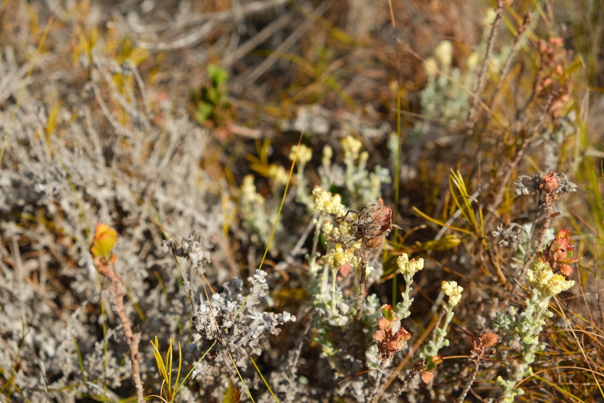 CBG_UofG's tweet image. Fynbos relies on fire to regenerate and maintain diversity. 
In Agulhas NP, South Africa, the CBG SANParks Malaise Proj placed one of the traps in a recently burned area to examine how post-fire conditions influence arthropod abundance and community recovery.
#SANParks #Fynbos
