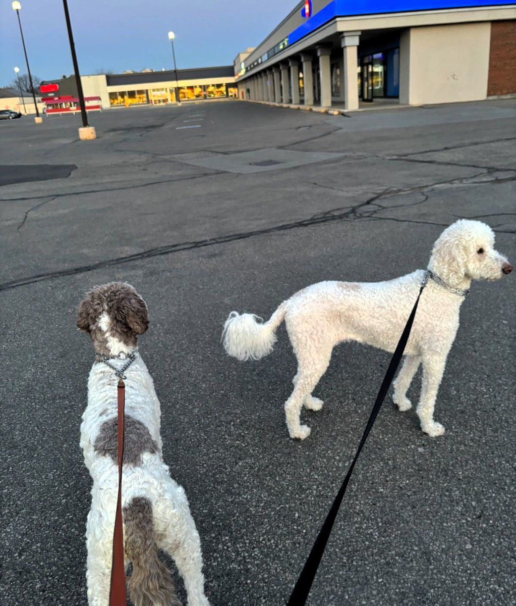 Nessa + Macie Doodle 🇨🇦 tweet media