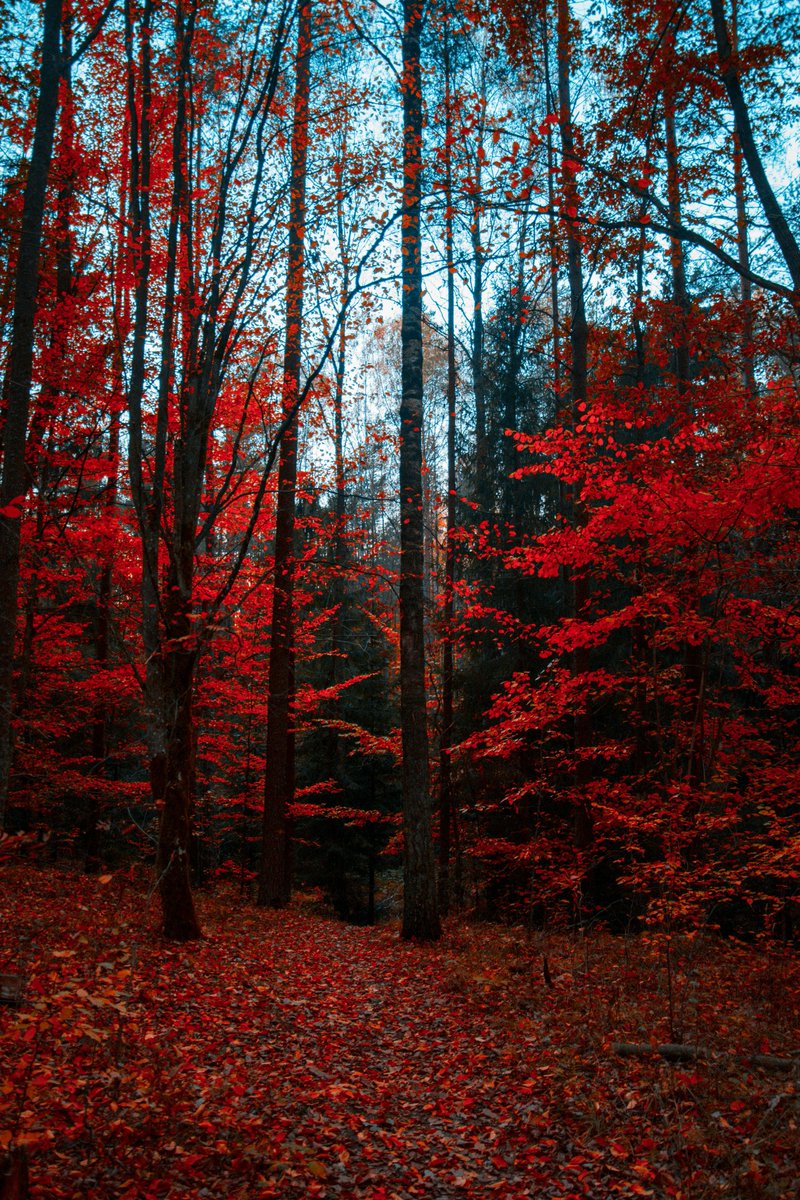 purenature_1's tweet image. Pure autumn colours 🍁🍂 #fall
