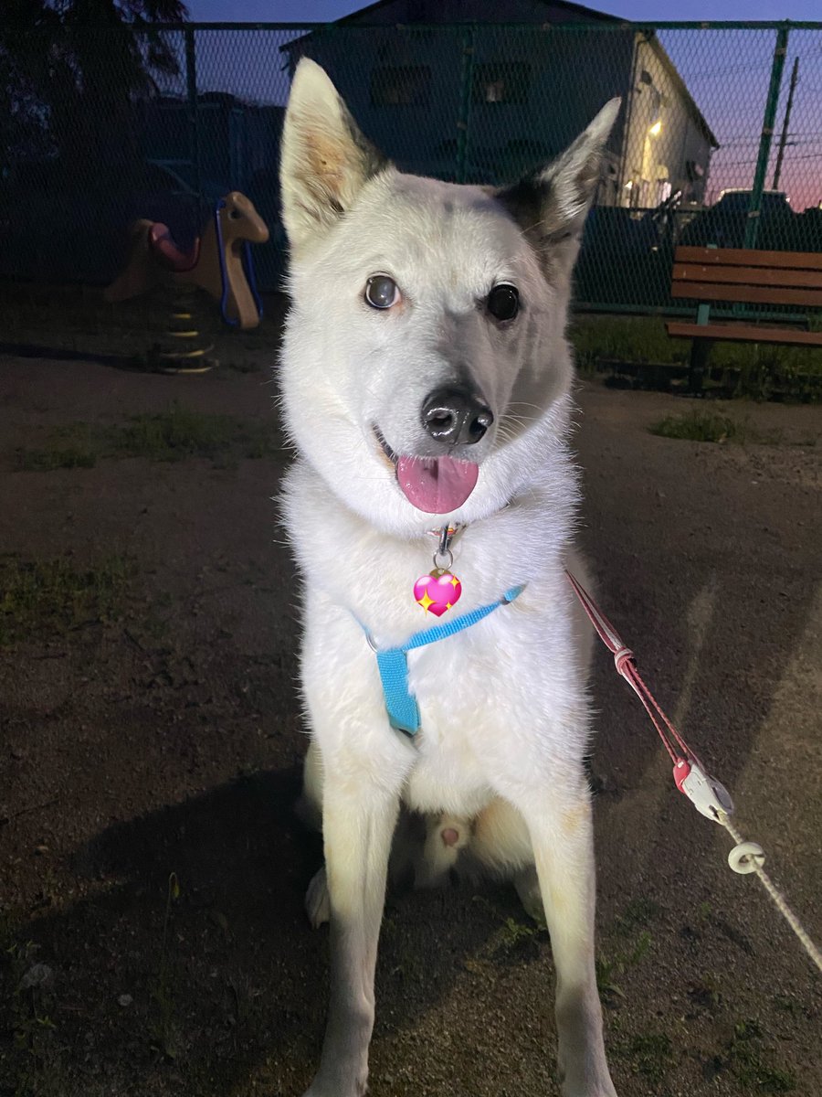 力工ルちゃん犬を飼う（猿） tweet media