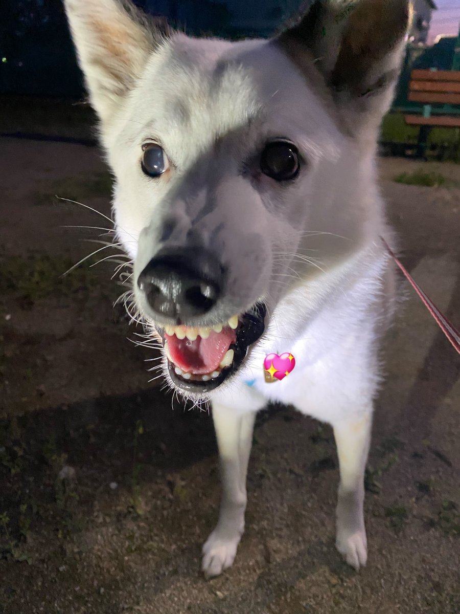 力工ルちゃん犬を飼う（猿） tweet media