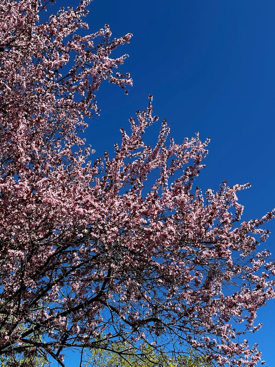 Starlight20207's tweet photo. Another day of therapy for my knee. Finally nice weather without snow, rain or snow as I’m walking most of the way 😅🥰🩷 #tornmeniscus #exercise #walking #therapy https://t.co/pRCHRyD7ov