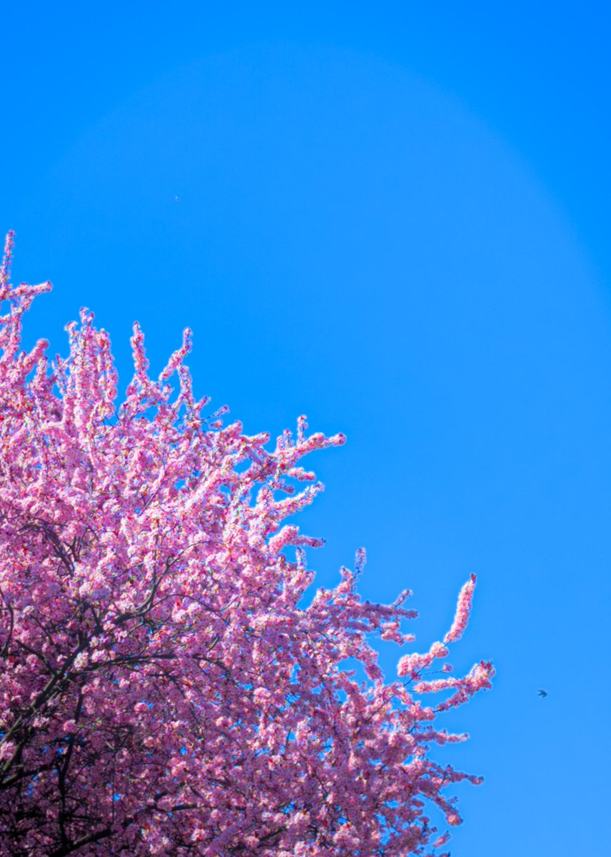 朝ねこ tweet media