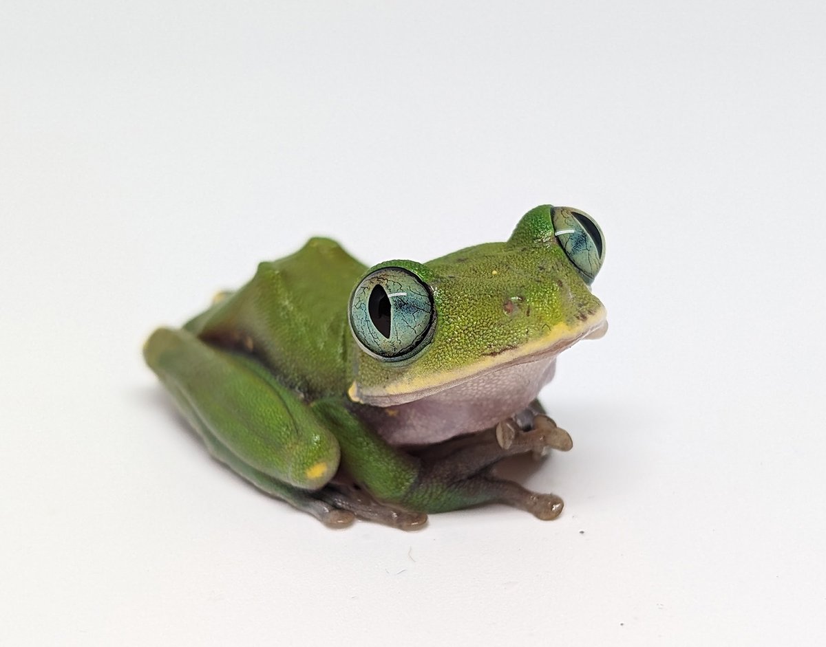 Florida Museum tweet media