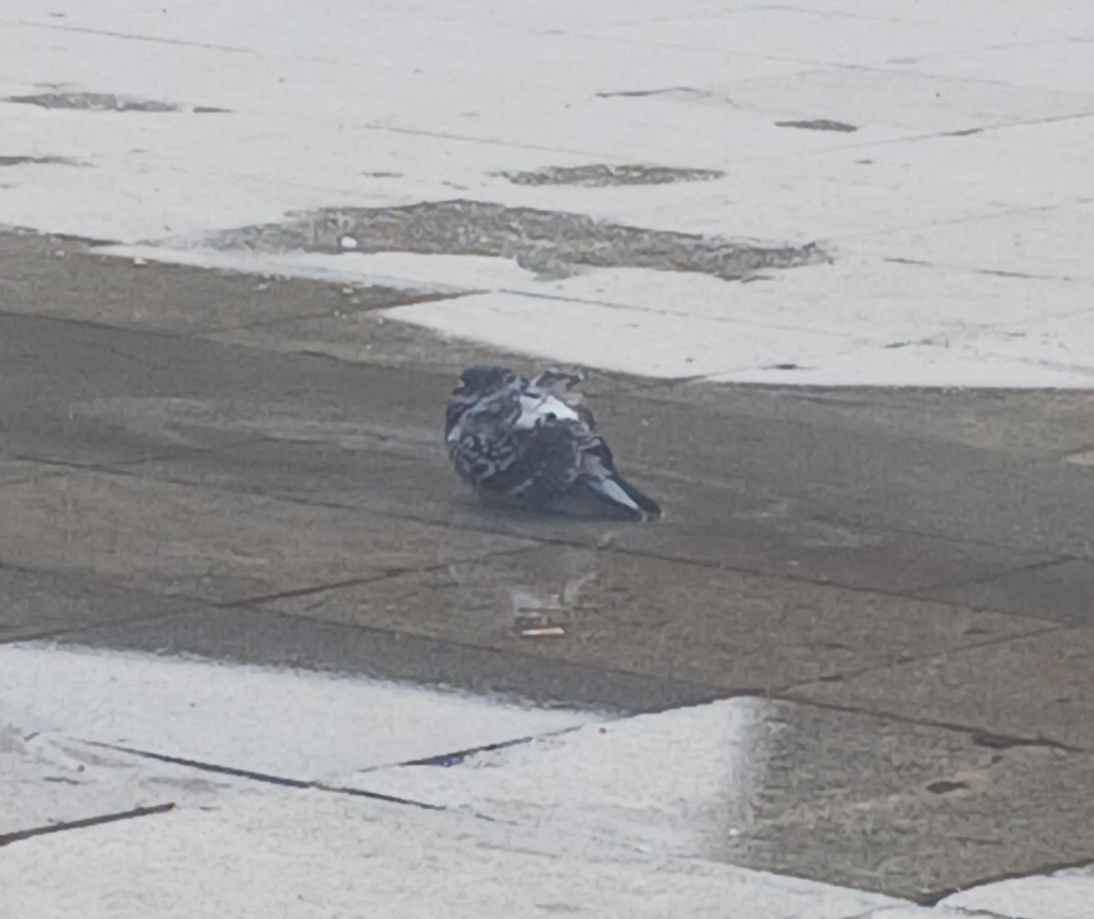 miri🐘 tweet media