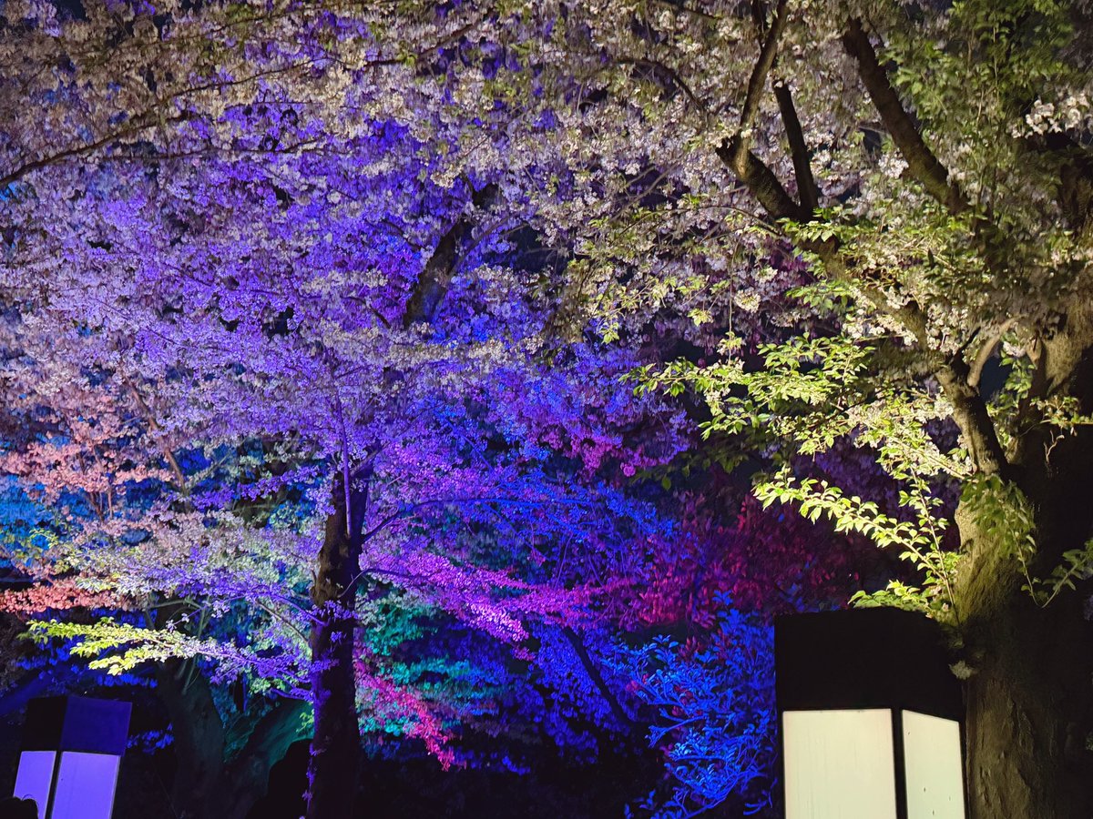 illuminated cherry blossoms