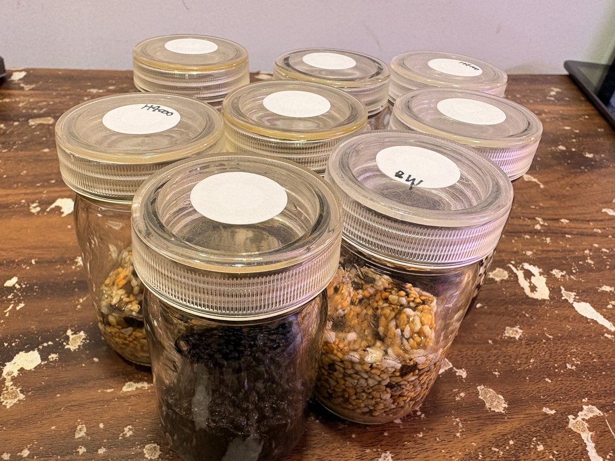 TheGAKI @日常やプライベートや培養 tweet media