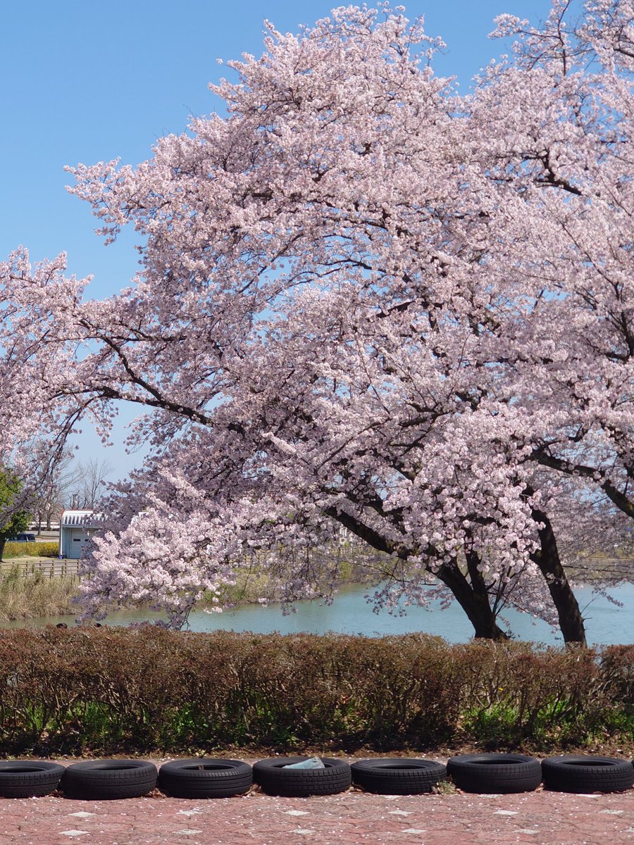 今日は太閤山ランド🌸