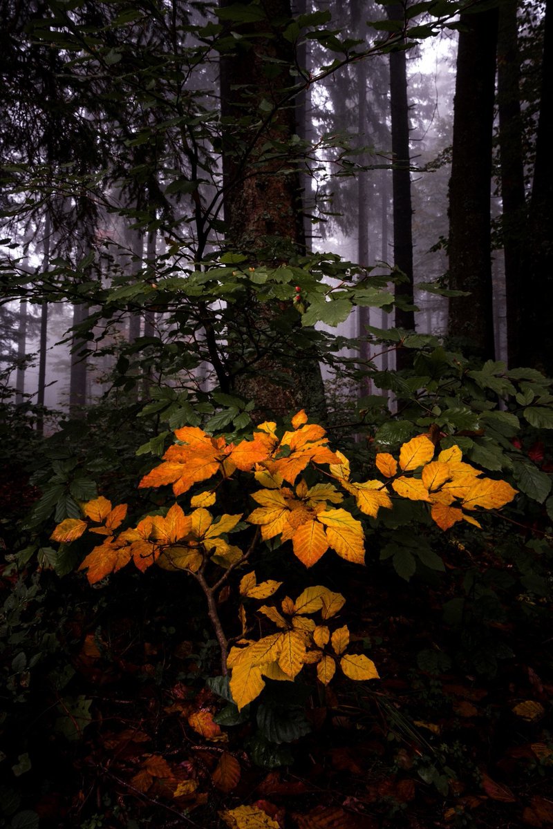 Sevil.Grm tweet media