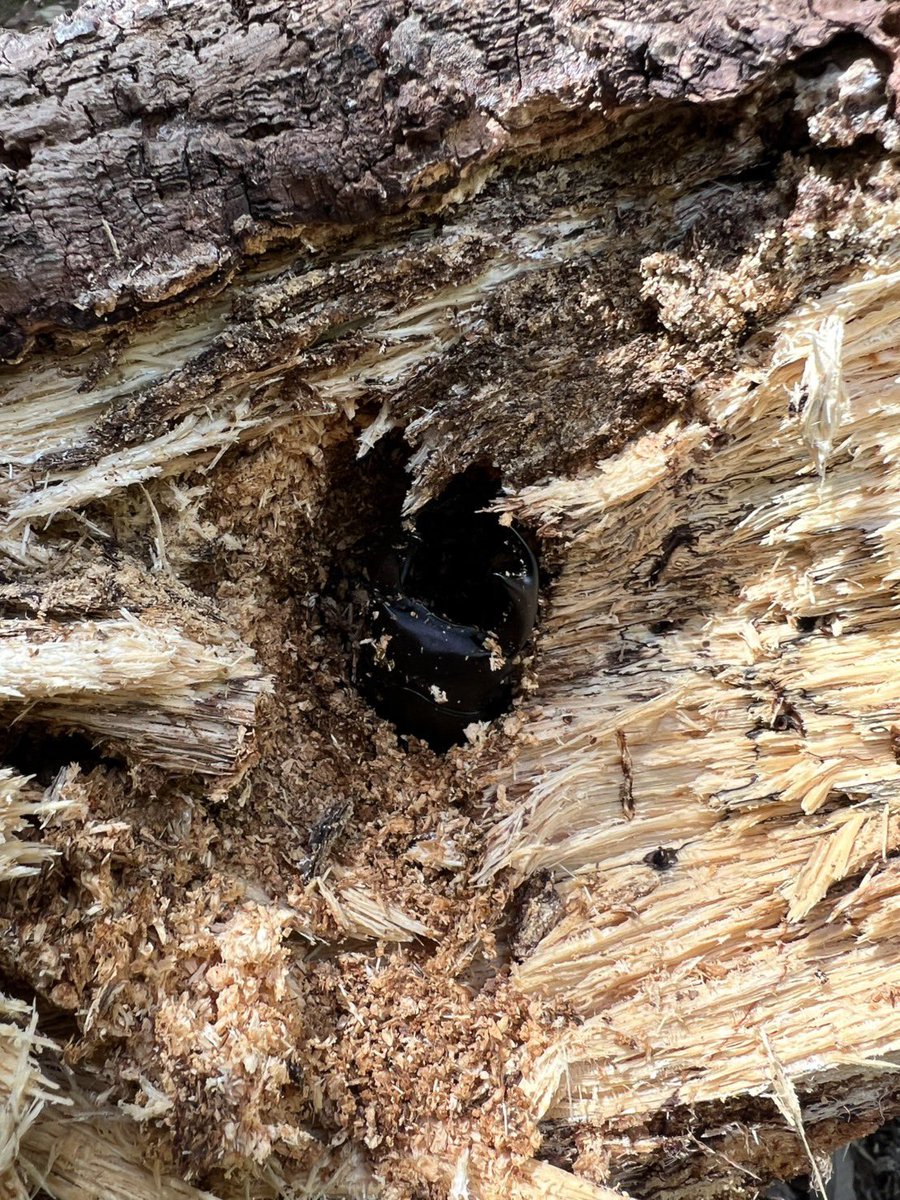 silverback.SB tweet media