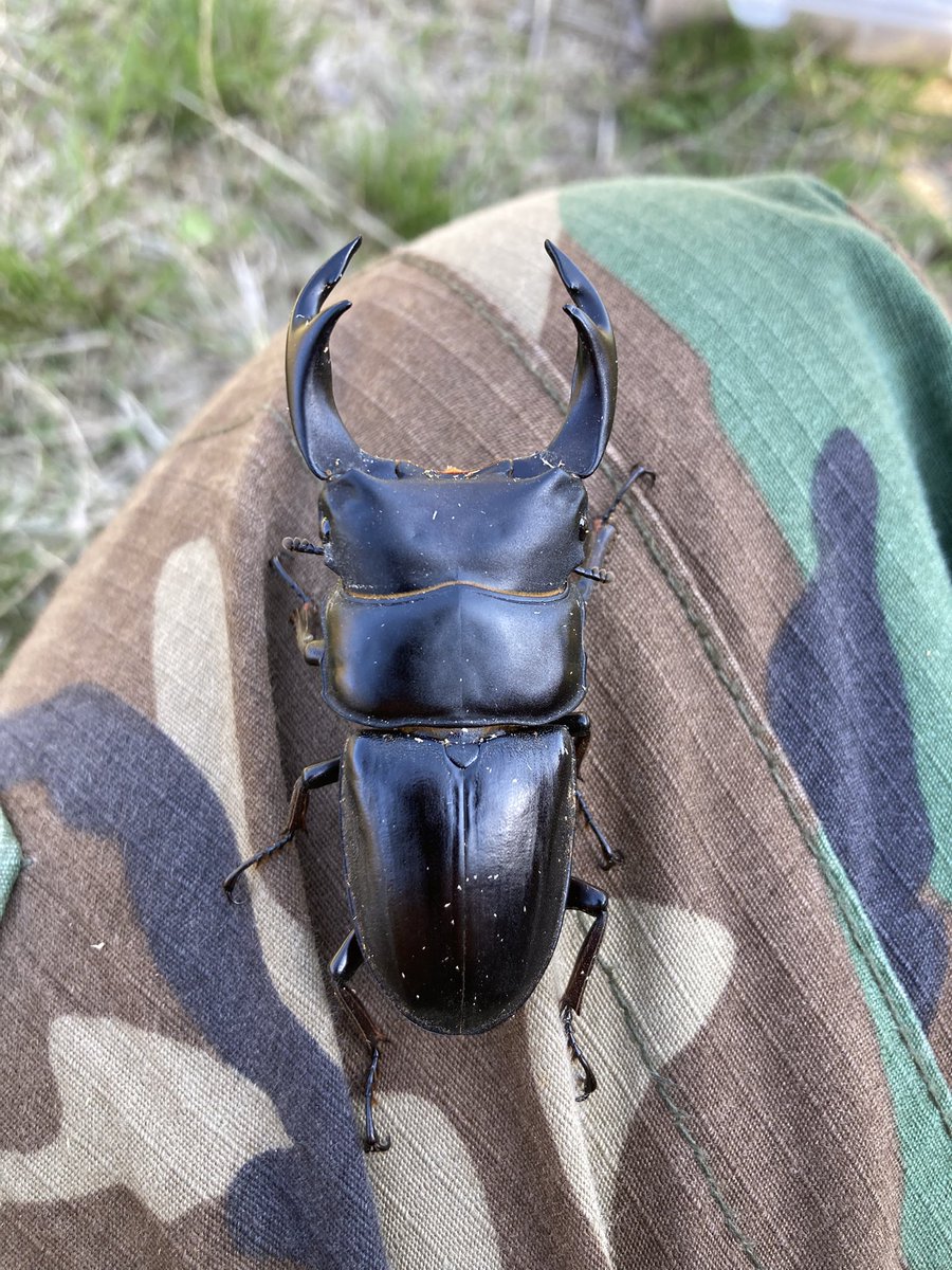 silverback.SB tweet media