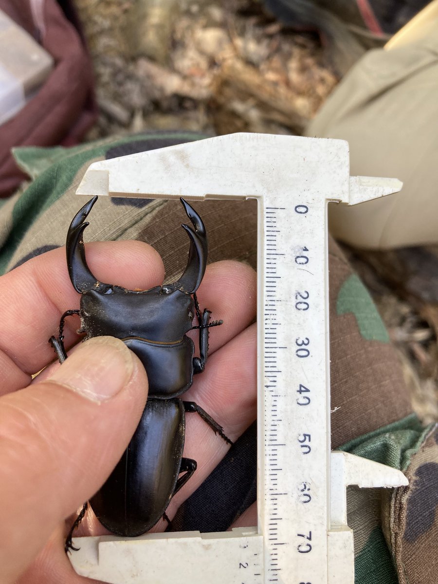 silverback.SB tweet media