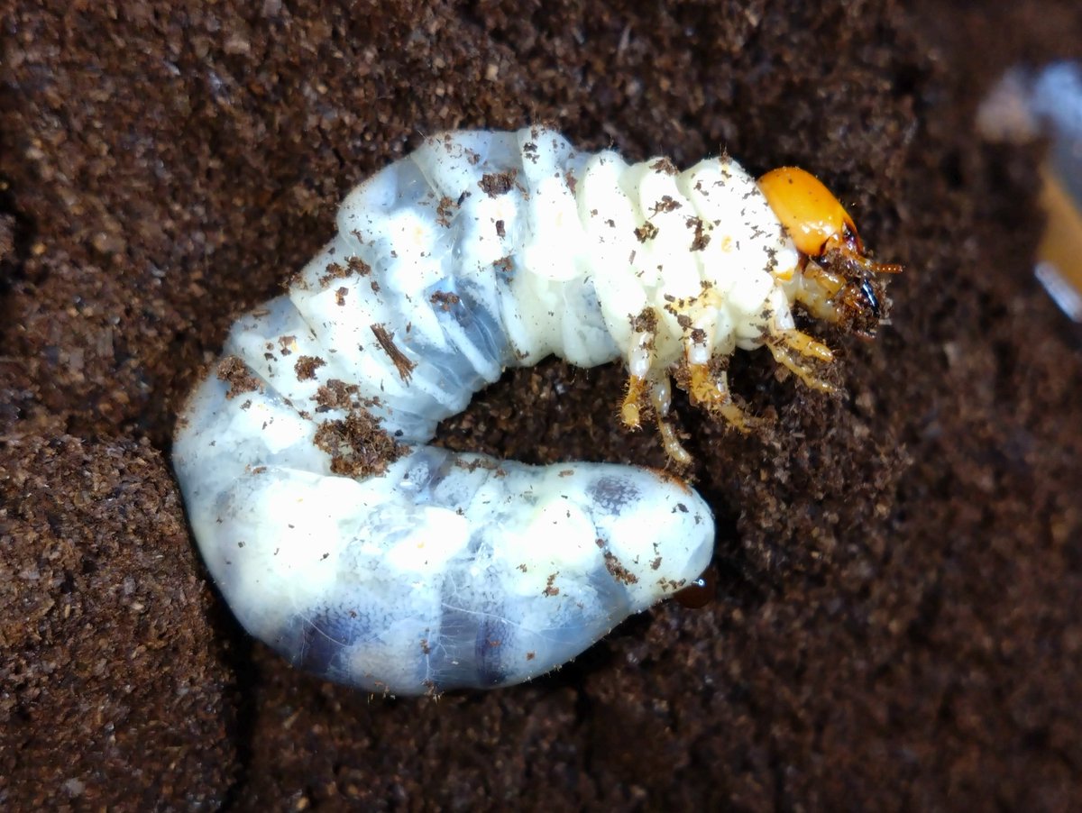 samayasu tweet media