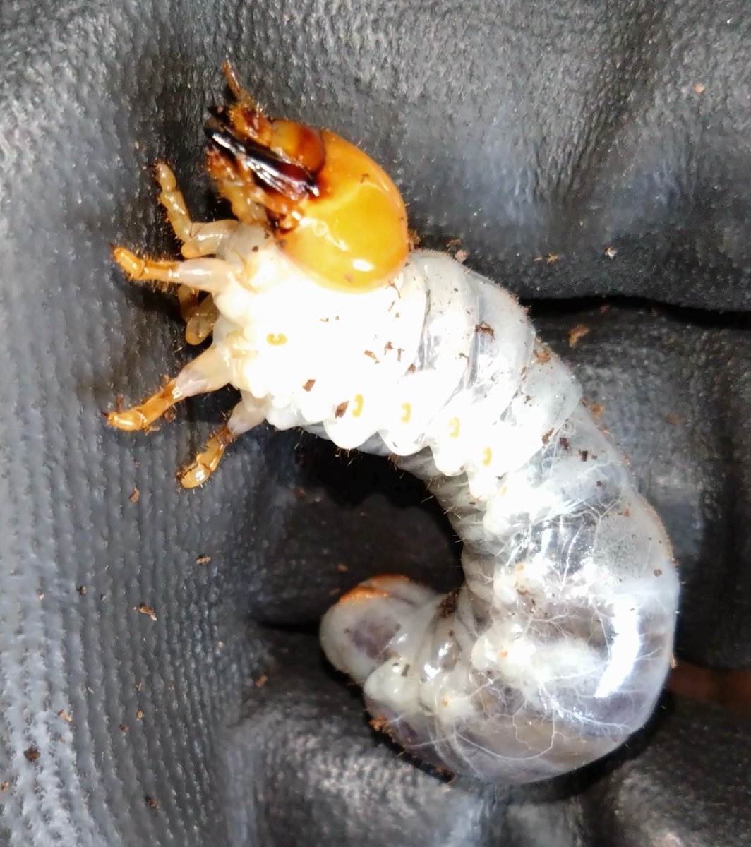 samayasu tweet media