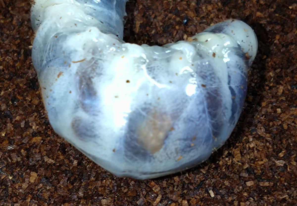 samayasu tweet media