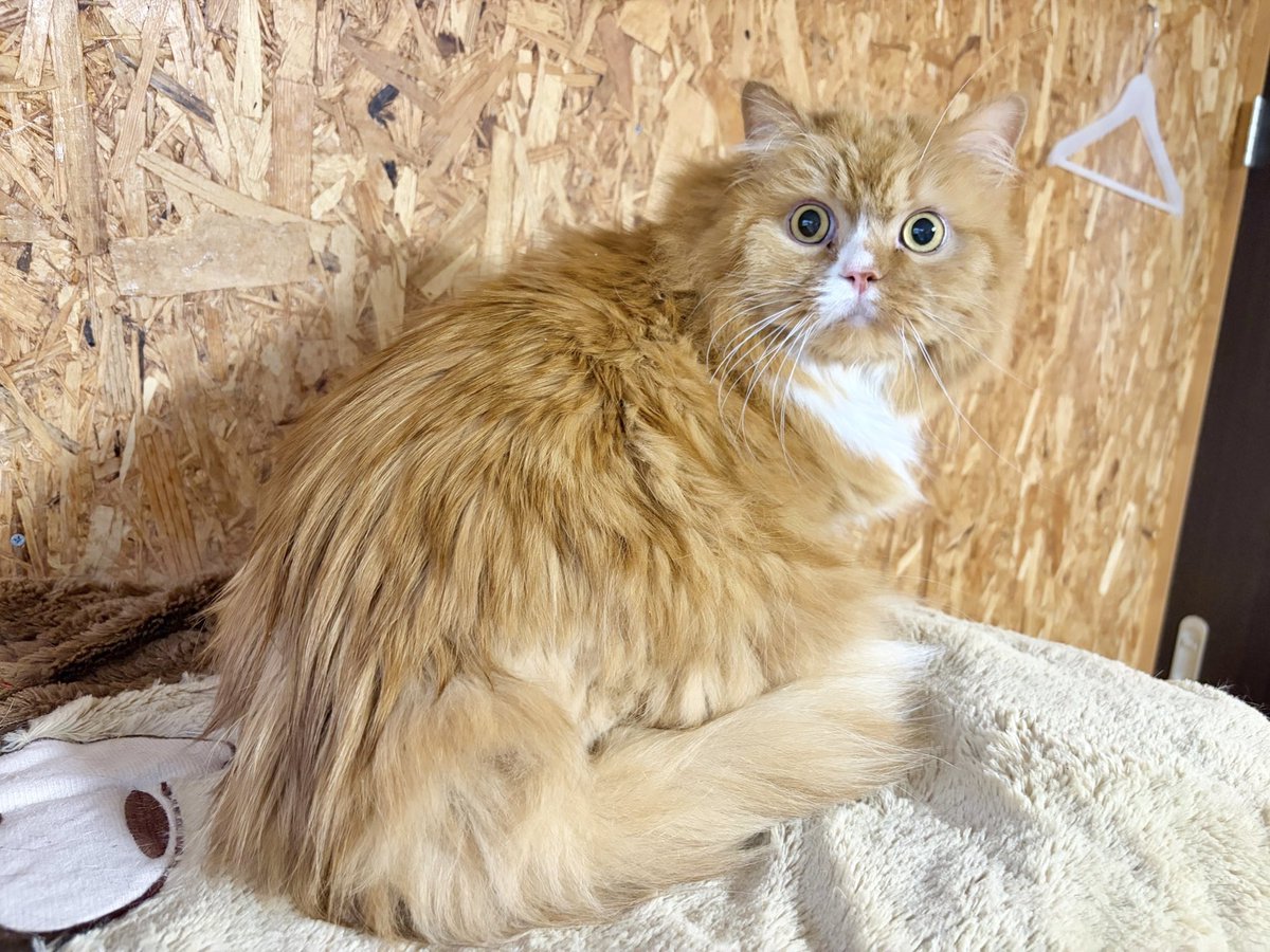 笑にゃんこ王国 tweet media