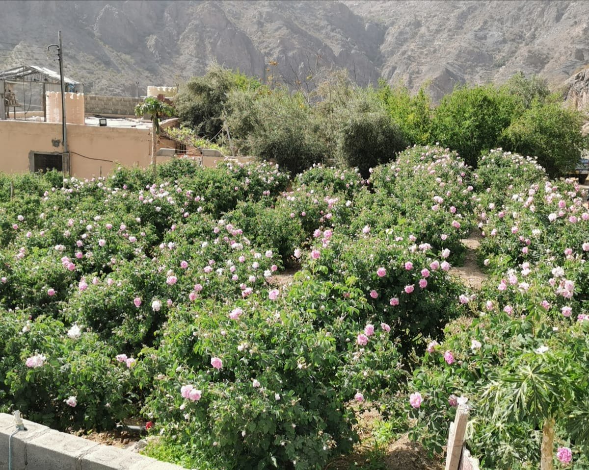 وكالة الأنباء العمانية tweet media