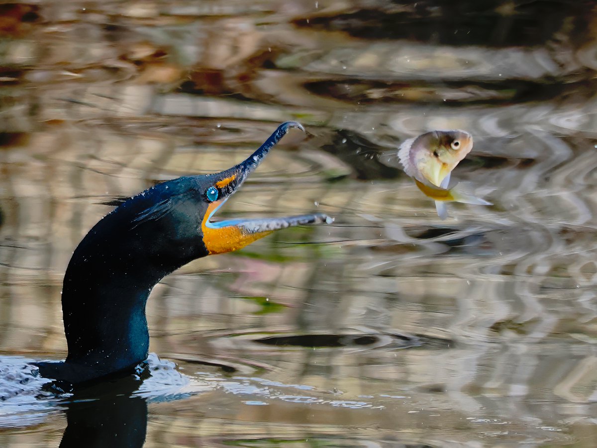 Above96th's tweet image. The one that got away? Nope--the Double-crested Cormorant was simply tossing its catch in the air to better position it for swallowing. Note the inside of the Cormorant's mouth is blue (occurs only during mating season)! 💙🧡💙 #Cormorant #CentralPark #birdcpp