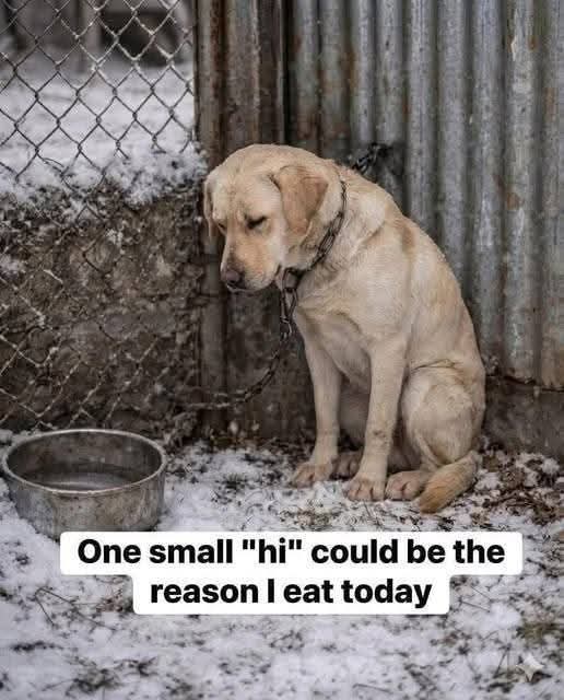 Popularpuppies © tweet media