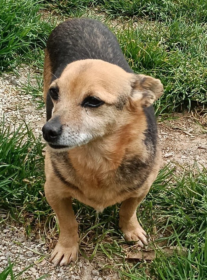 SOS Abuelos tweet media