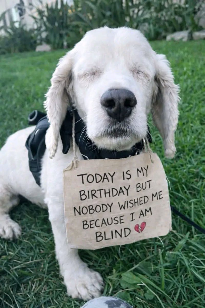 Popularpuppies © tweet media