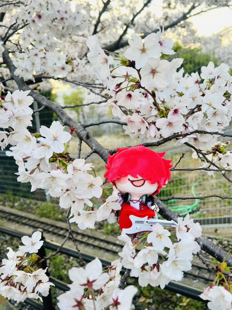 m_grcrew1101's tweet photo. HIDEさんとお花見☺️🌸❤️
今日のと、この前の🌸 https://t.co/51vctLprbS
