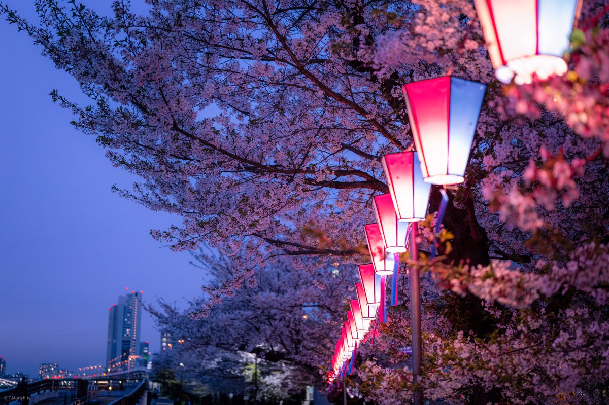 もりしー tweet media