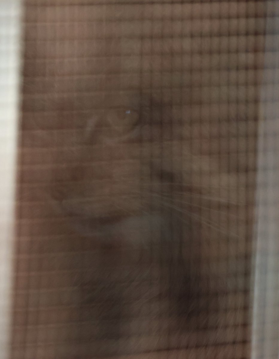 あっぴ tweet media