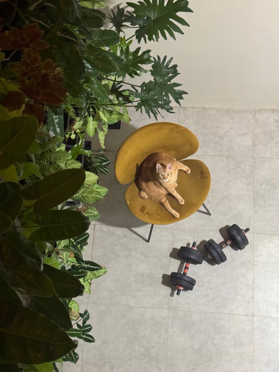 Simba Saekkiya tweet media