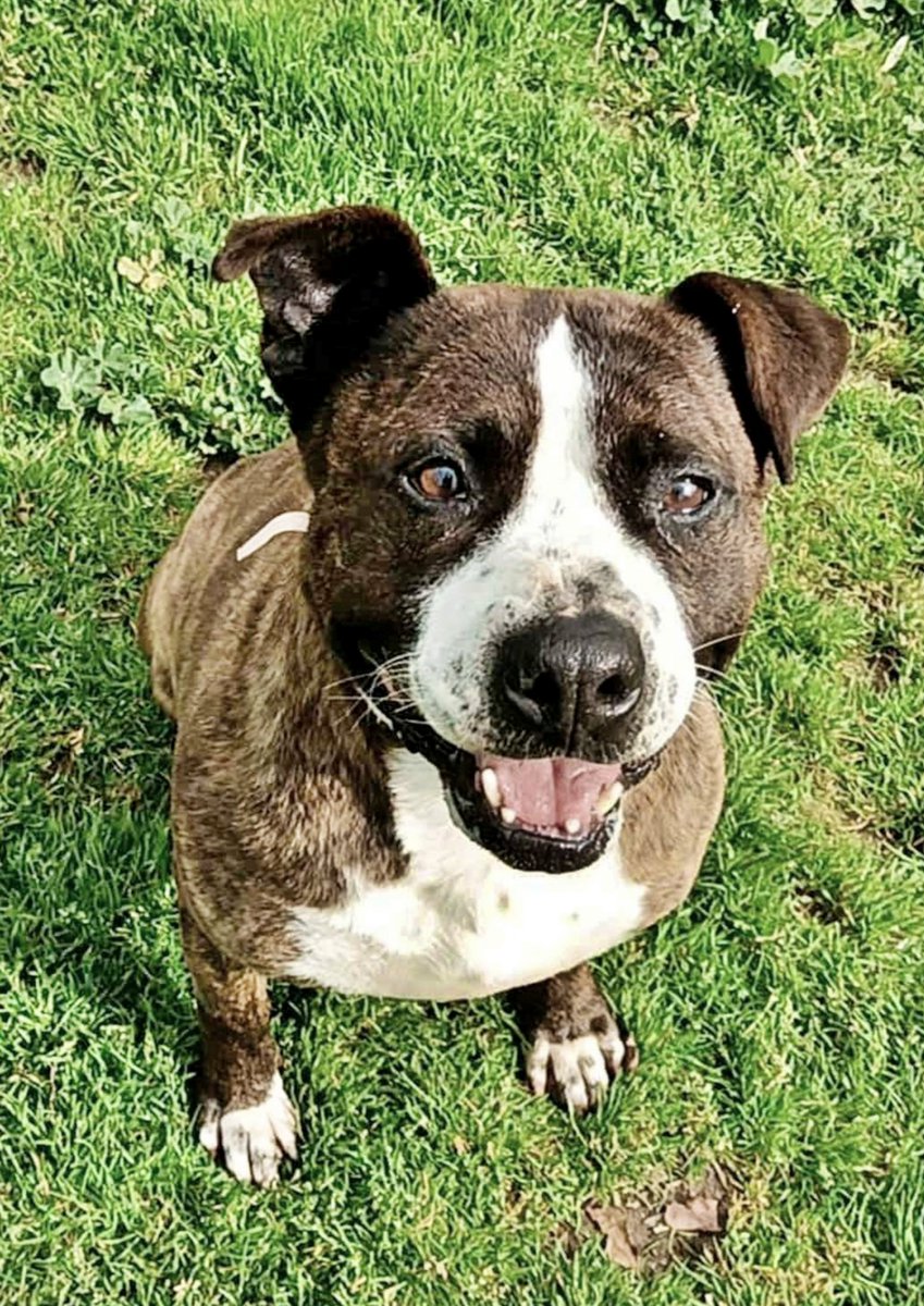 SOS Abuelos tweet media