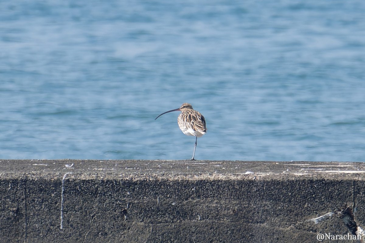 T_Nara_chan's tweet image. 先日のぶらぶら
#野鳥観察
#ホウロクシギ
#ハマシギ 
#シロチドリ