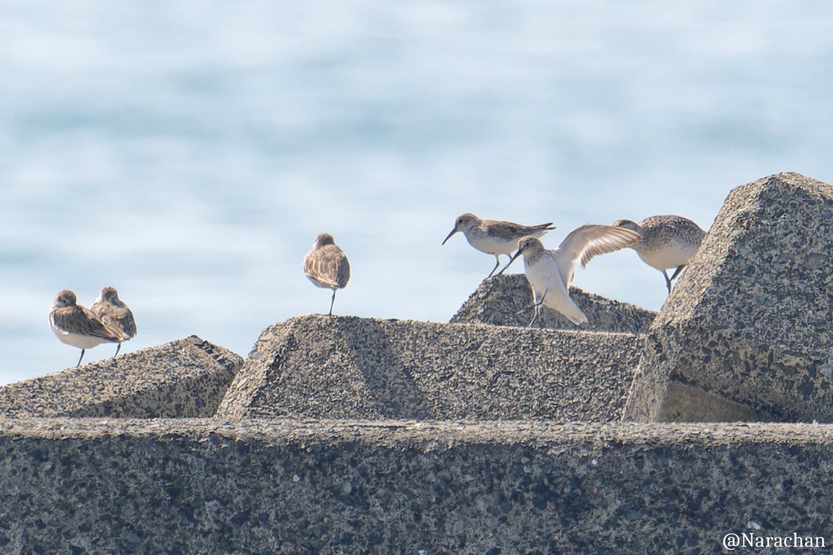 T_Nara_chan's tweet image. 先日のぶらぶら
#野鳥観察
#ホウロクシギ
#ハマシギ 
#シロチドリ