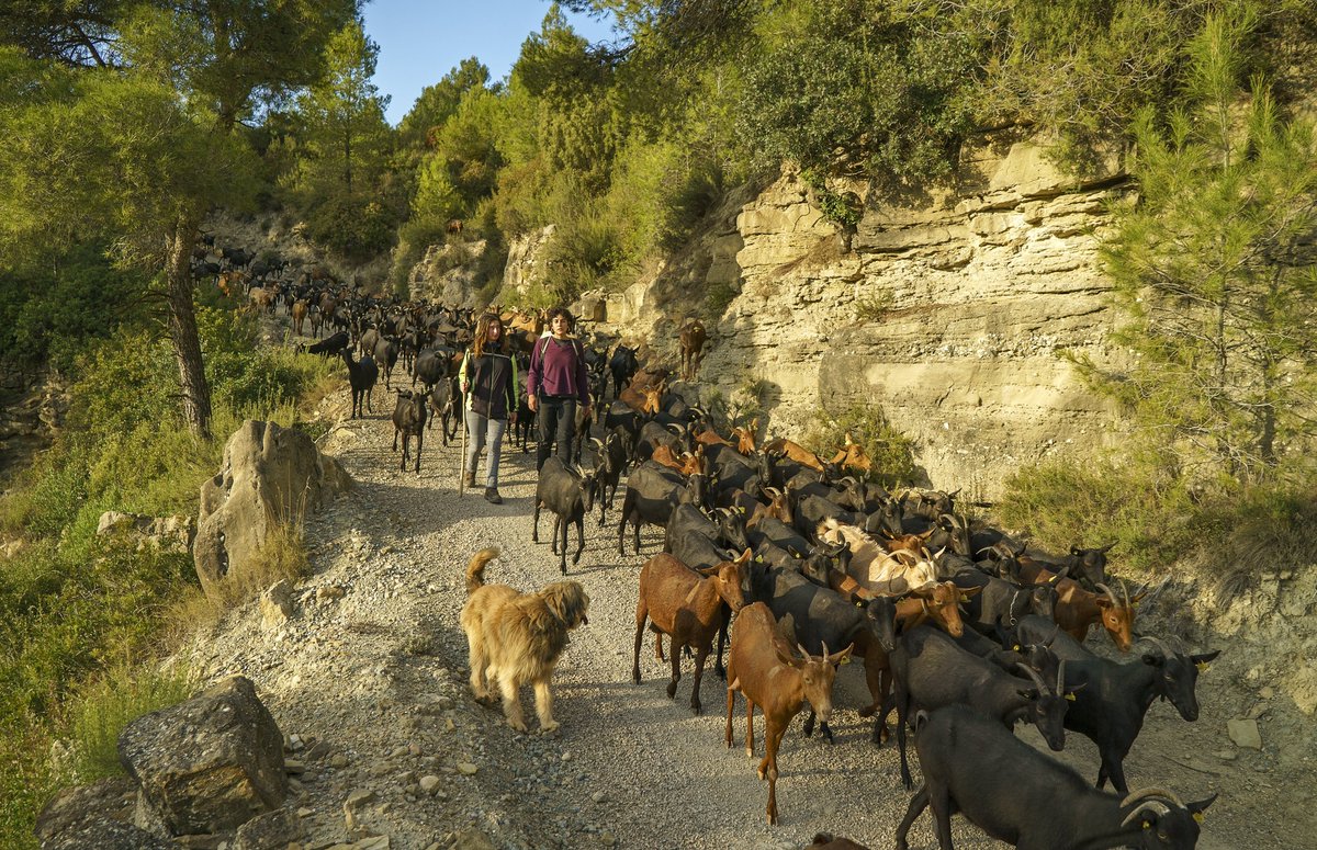 ParcRuralM's tweet photo. 🌿 T’agrada caminar i descobrir nous racons?

Al Wikiloc del #ParcRuraldelMontserrat tens més de 26 rutes: camins entre vinyes, ermites, boscos i miradors espectaculars 🌄

Passejades tranquil·les o reptes més exigents 🚶‍♀️🚴‍♂️

📲 Entra al nostre Wikiloc: https://t.co/PvhCh86LXh https://t.co/s8bXYwZSgN