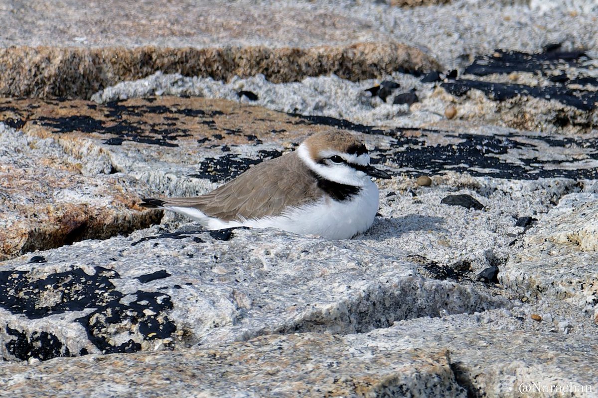 T_Nara_chan's tweet image. 先日のぶらぶら
#野鳥観察
#ホウロクシギ
#ハマシギ 
#シロチドリ