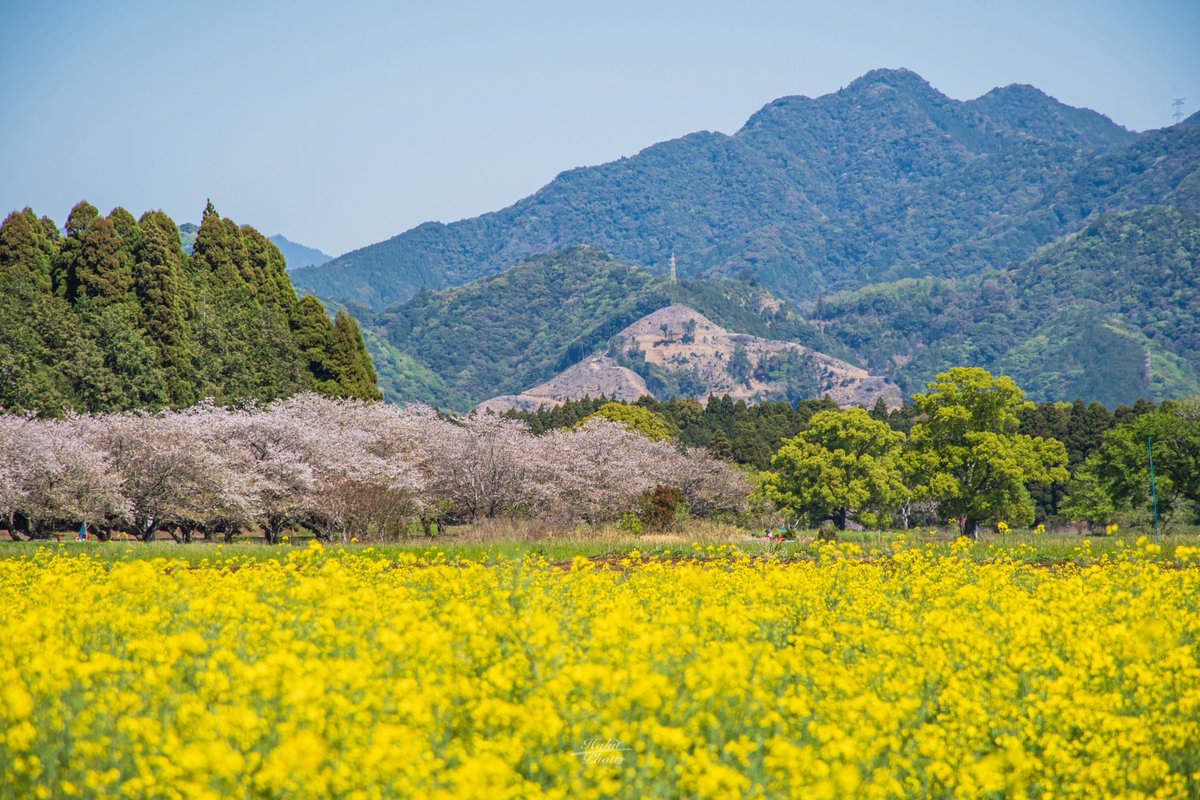 nomap819's tweet photo. 晴れたからお花見してきた！ https://t.co/6o1EUBiC5D