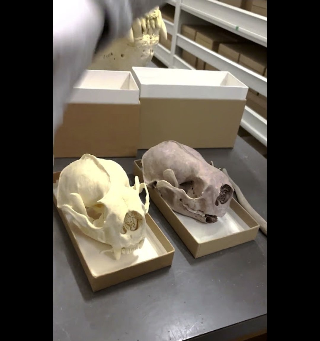 오리넉울 tweet media