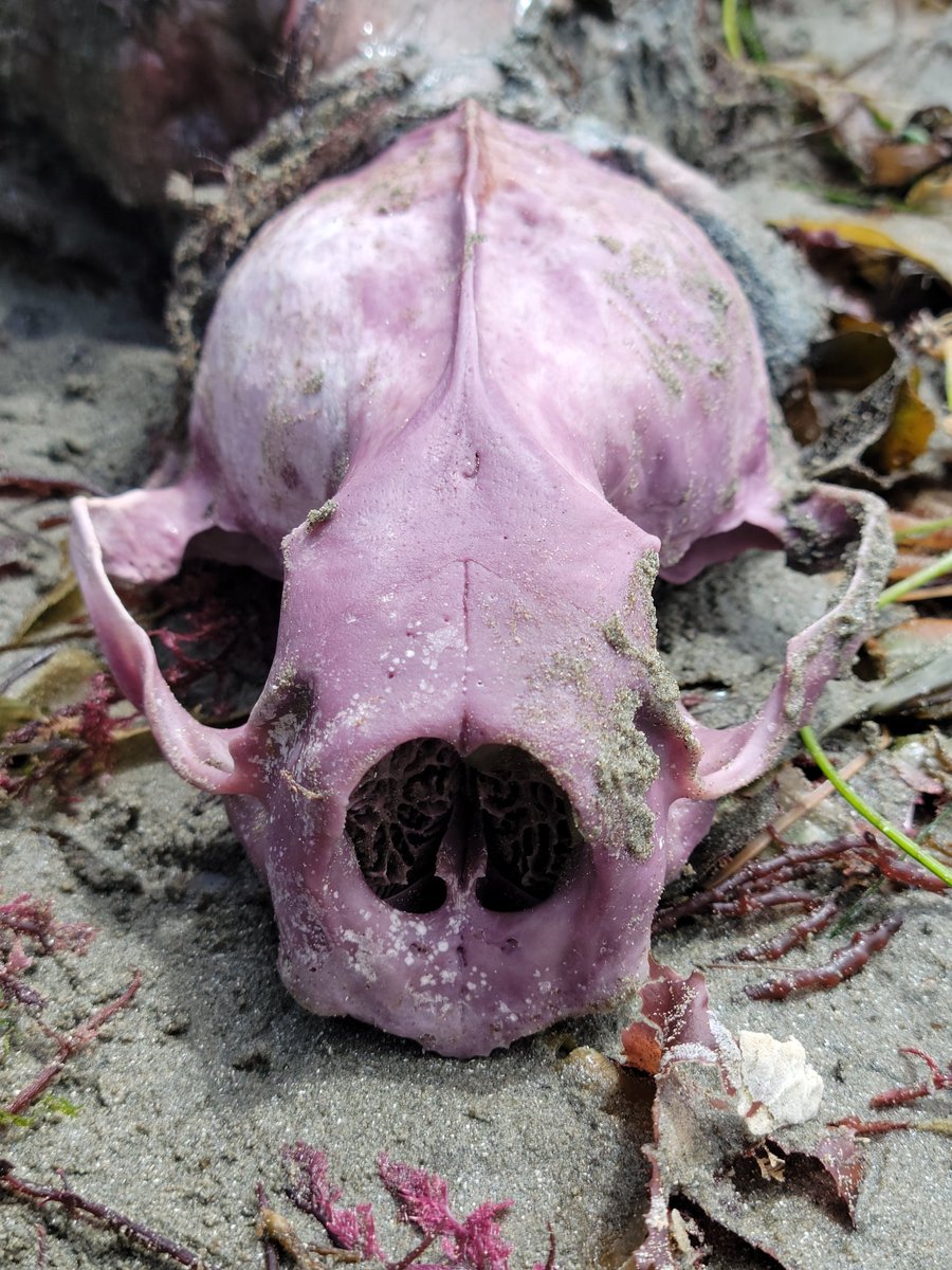 오리넉울 tweet media