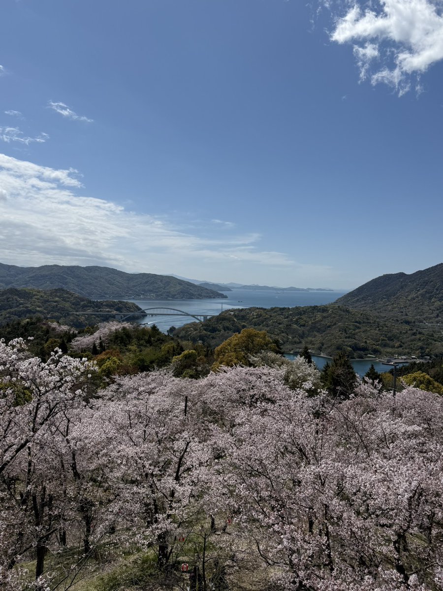 さとこ@シドニー🇦🇺 tweet media