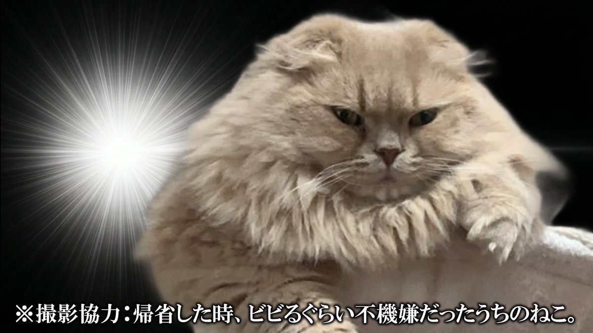 ねこ。/ぬこ。 tweet media