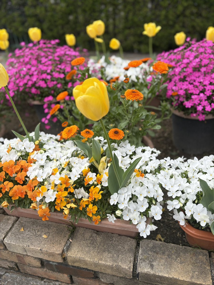 【EA無料配布】ビットコイン✖️ゴールド🔙💯 tweet media