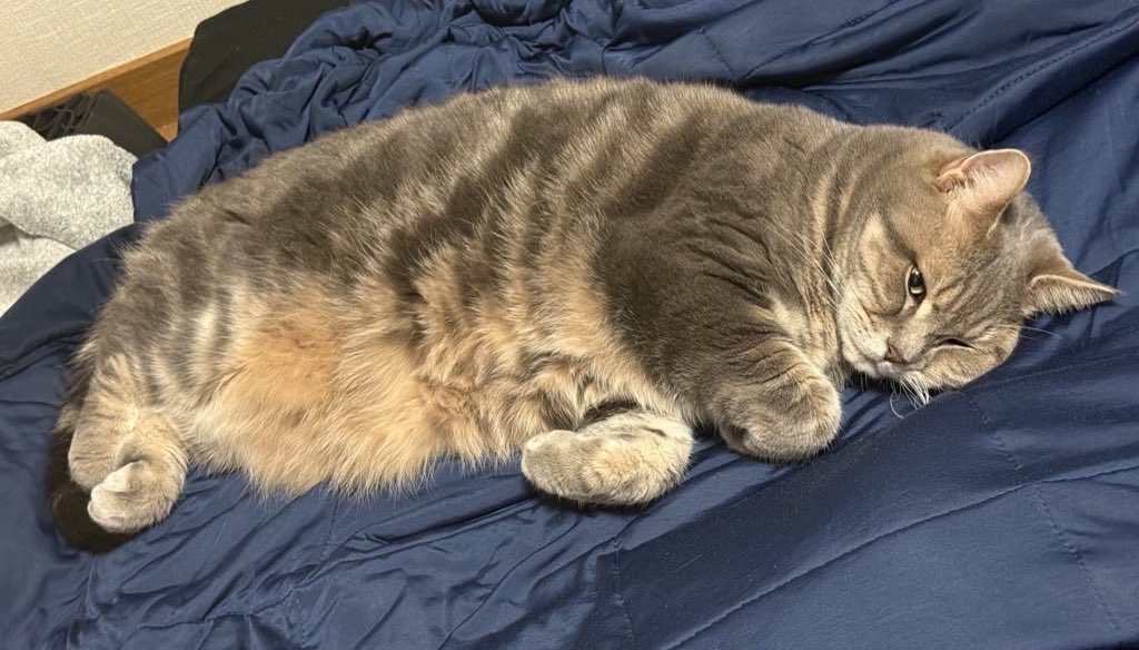 あぽろ tweet media