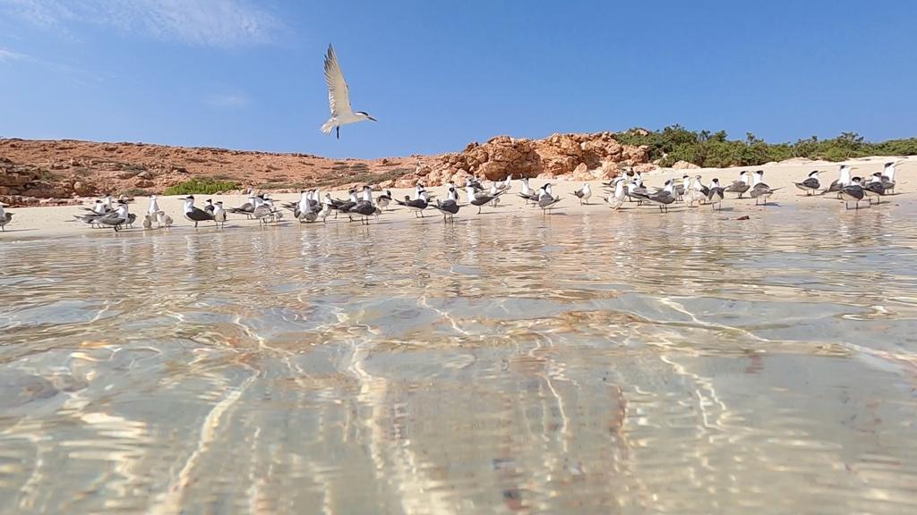 عين مسقط tweet media