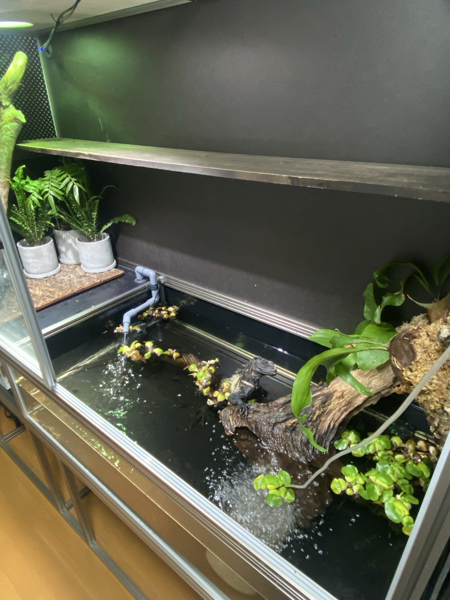 キースホワイト tweet media