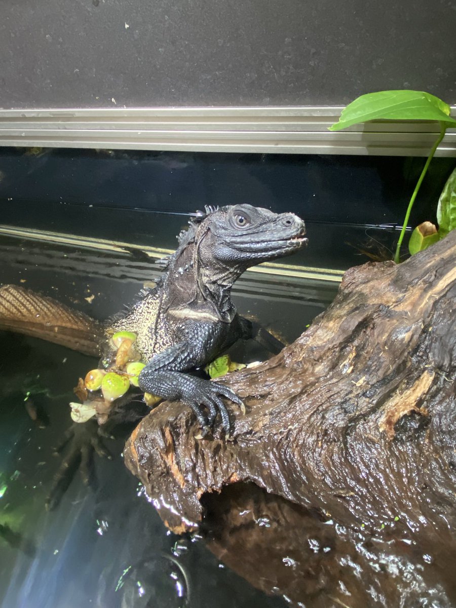 キースホワイト tweet media