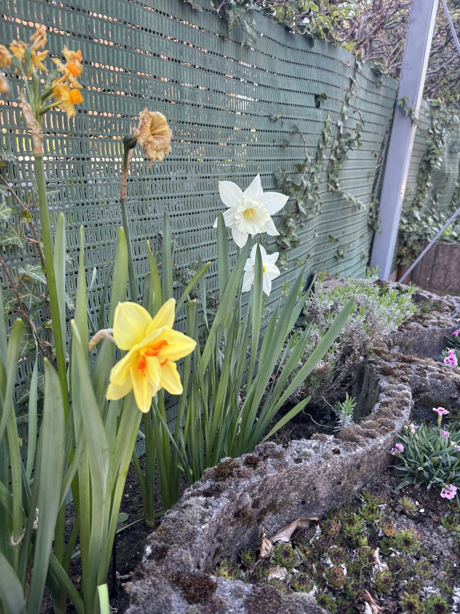 sage ☪︎ tweet media