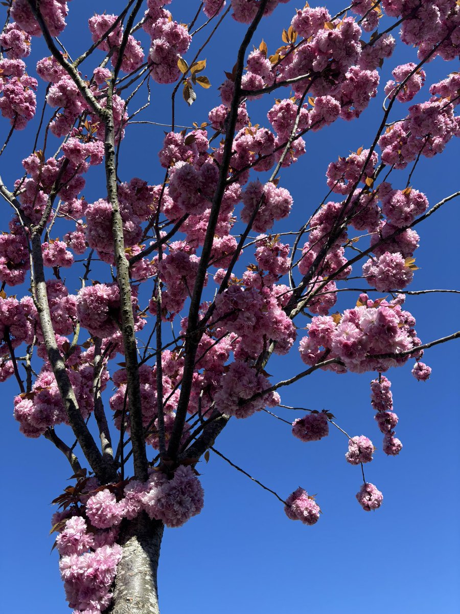 sage ☪︎ tweet media