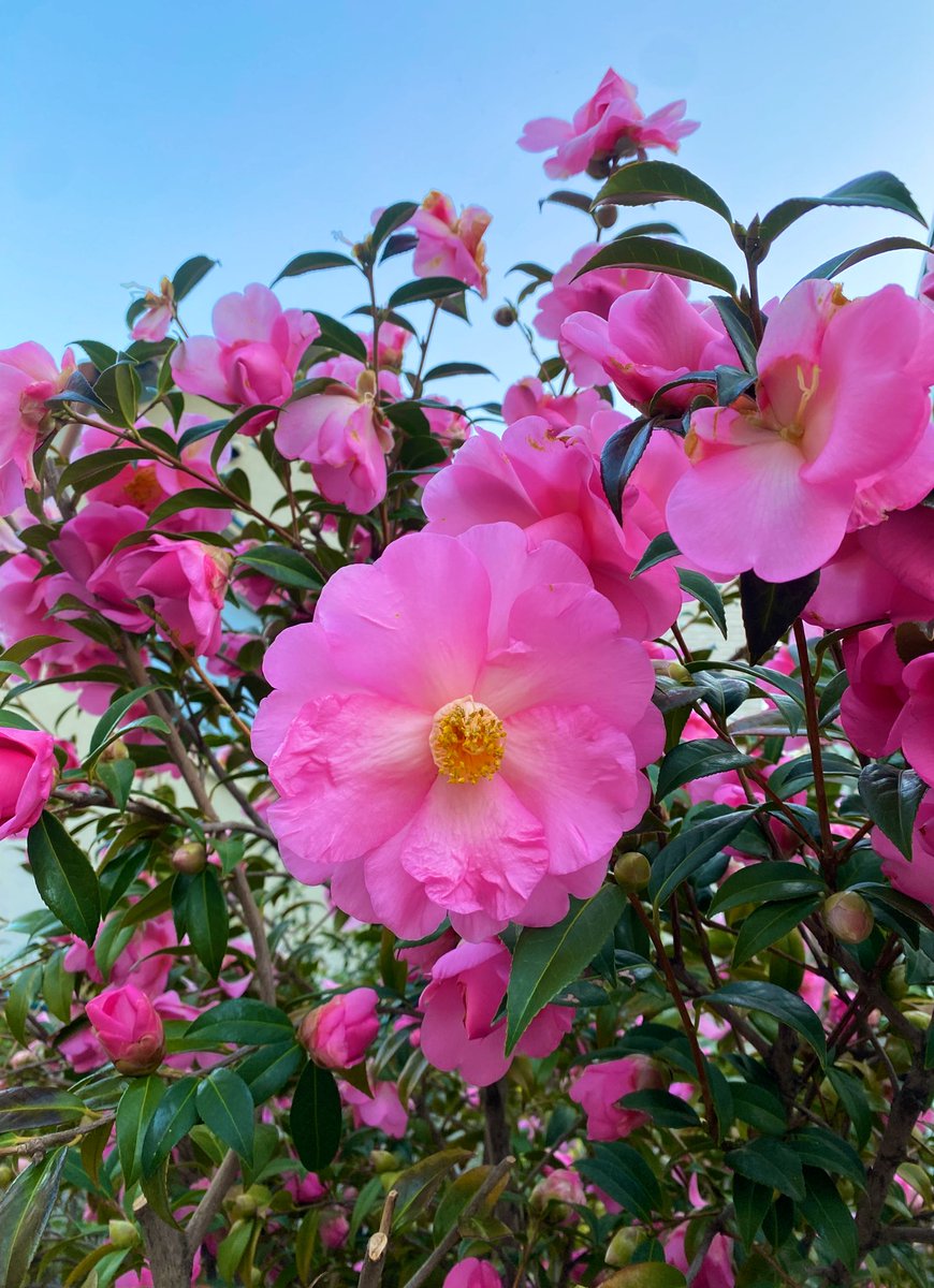 🤖𝚂𝚄𝙼𝙸𝚁𝙴🍆 tweet media