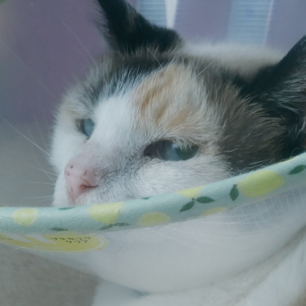 猫の手づくり首輪こげねこ@ネットショップ絶賛稼働中 tweet media